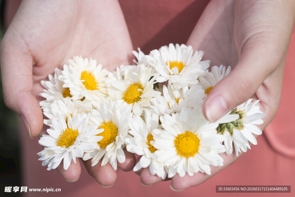 手捧雏菊的温柔瞬间
