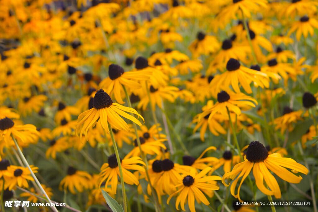 金黄黑心菊盛放美景