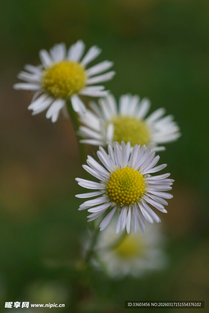 清新小白菊绽放