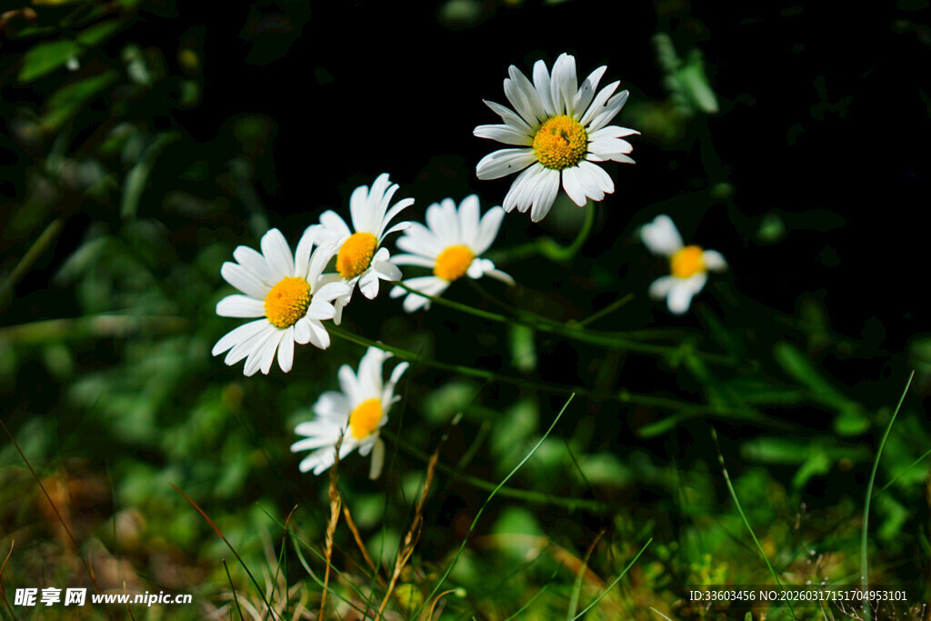 草地上的清新小白菊