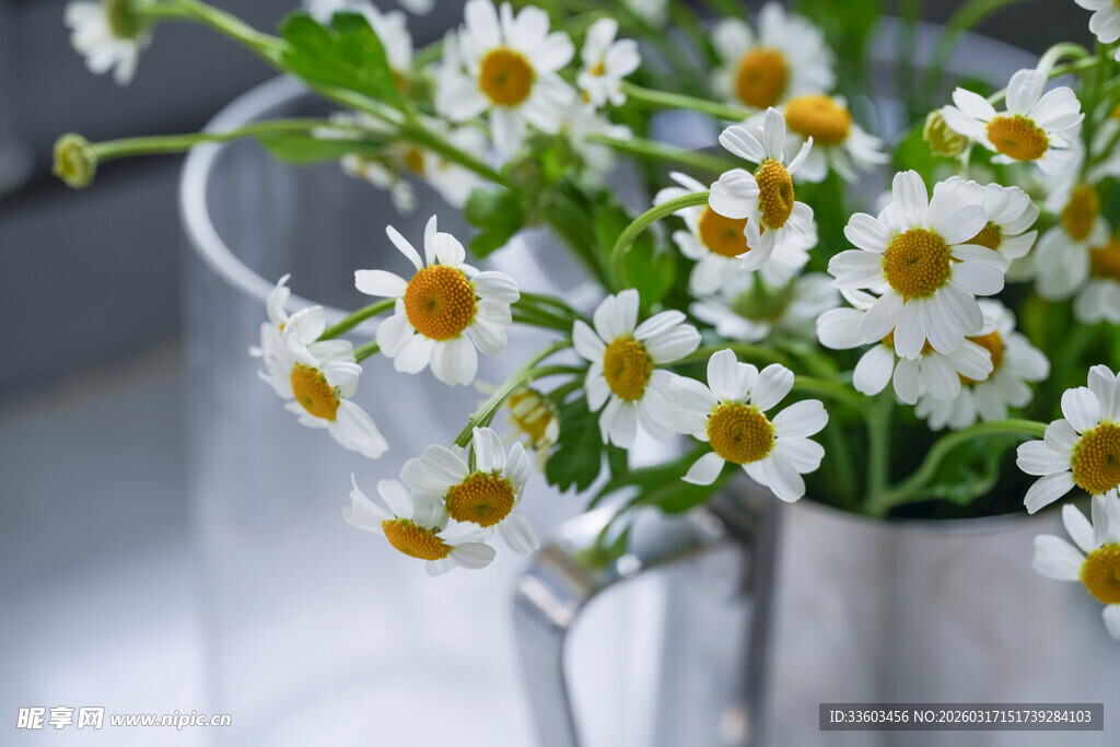 银壶中盛放的清新小雏菊