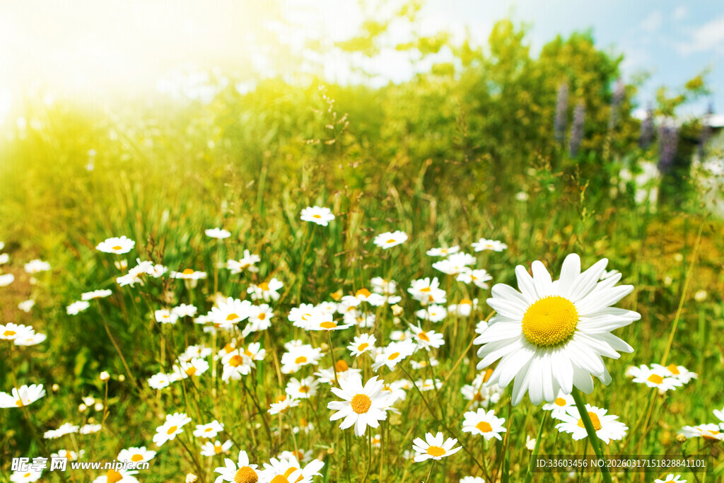 阳光下的雏菊花海