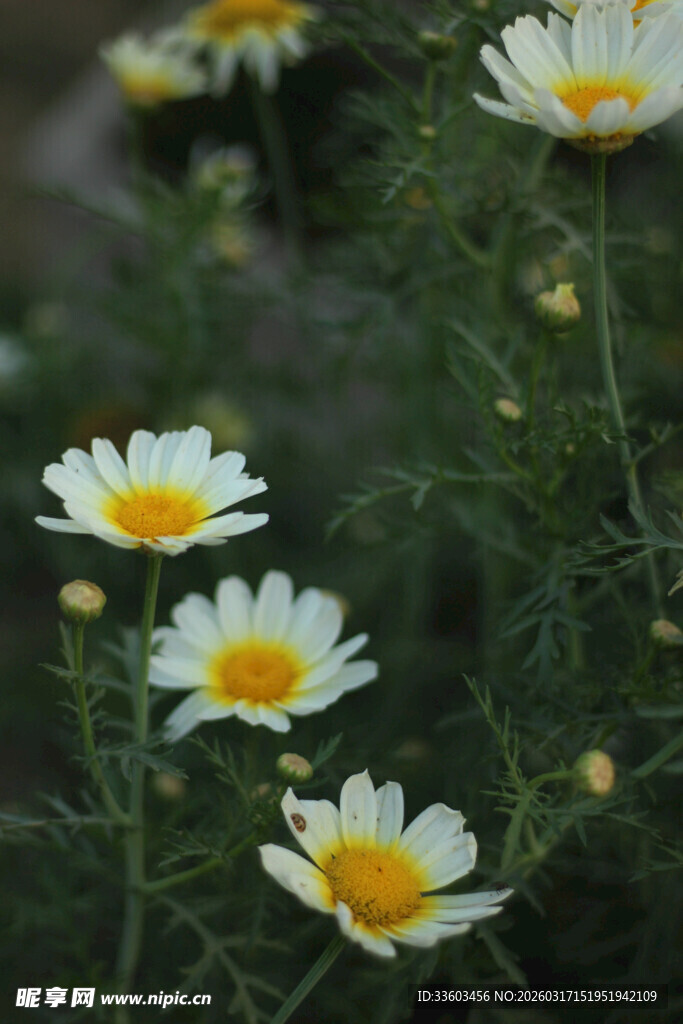白色雏菊绽放于草丛中