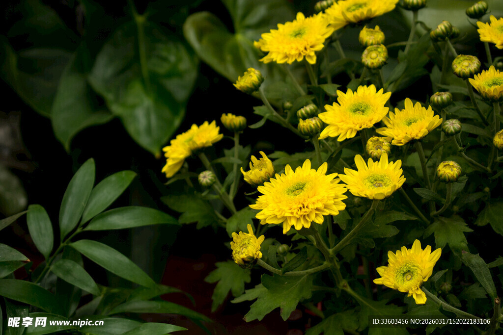 黄色小菊花绽放