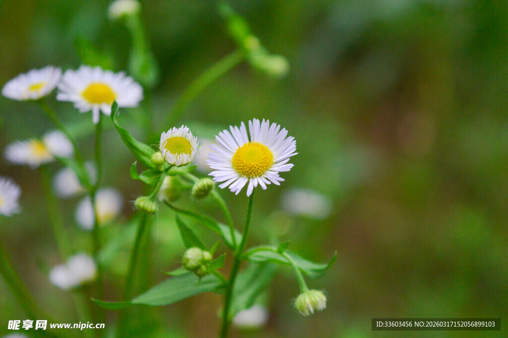 清新雏菊绽放绿意间