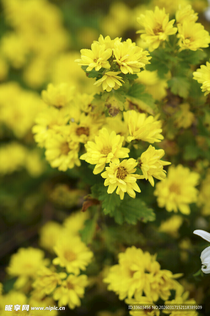 金黄小菊花绽放