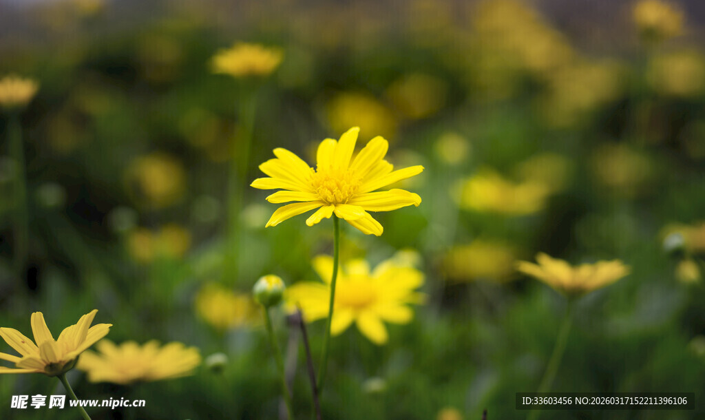 田野中的灿烂黄色小花