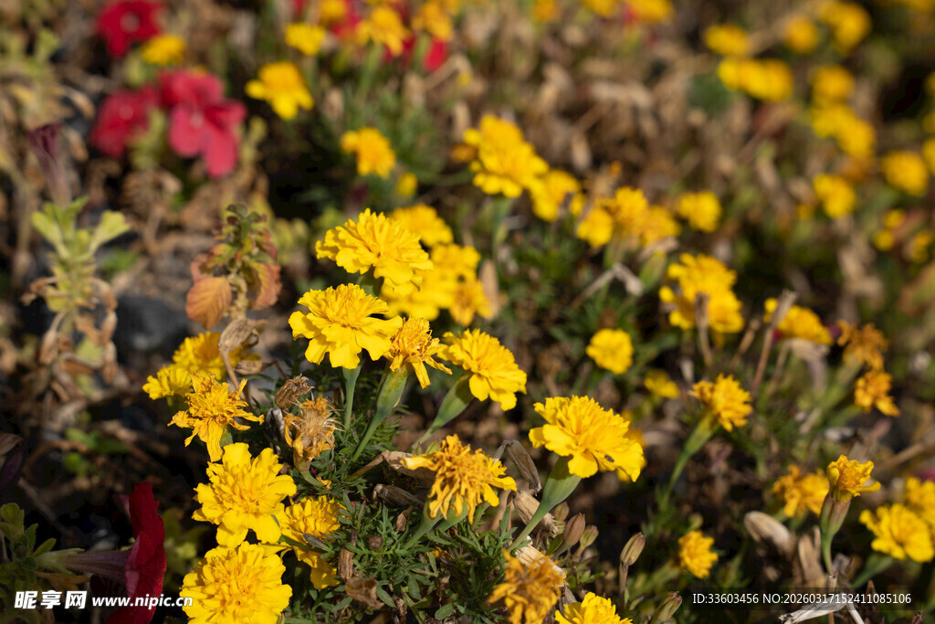 烂漫黄色小花绽放