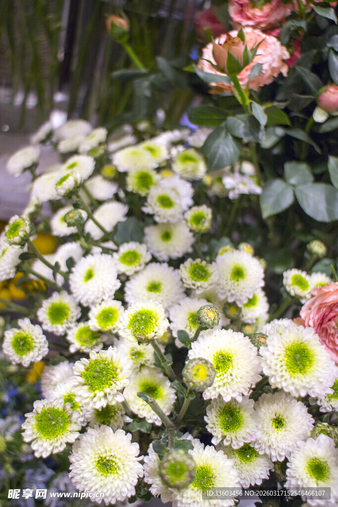 多彩花卉绽放美丽瞬间