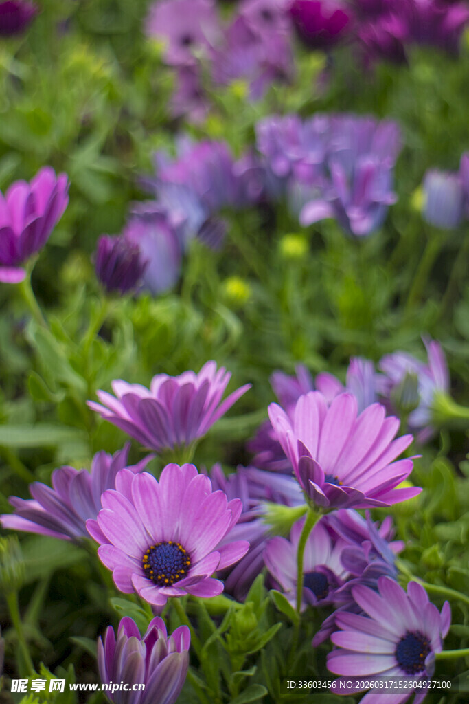 紫色雏菊绽放的美丽景致