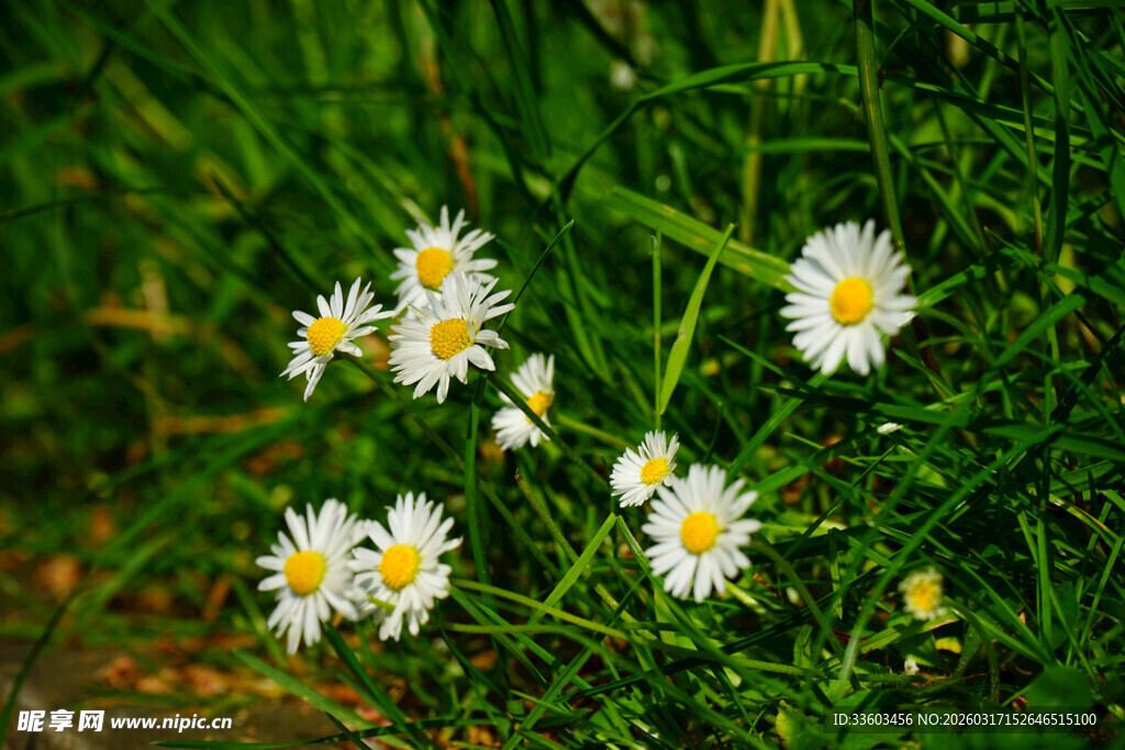 草丛中的白色小雏菊