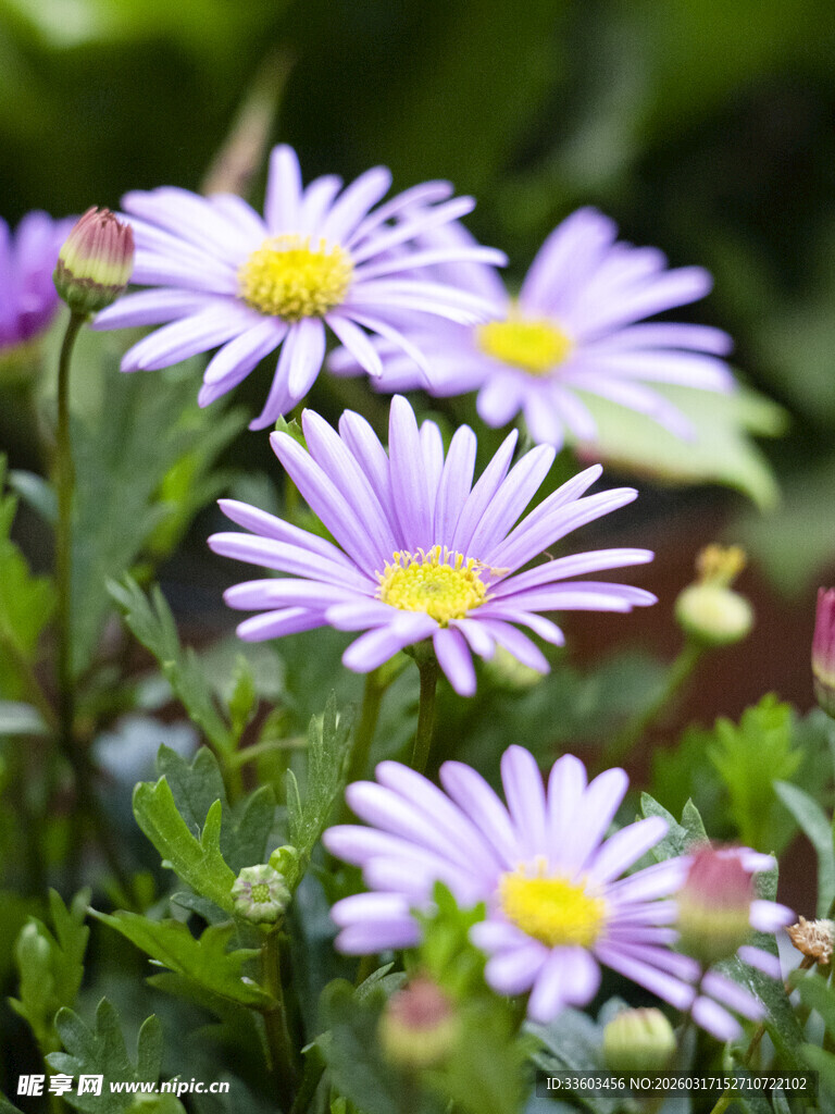 清新紫雏菊绽放于绿意间