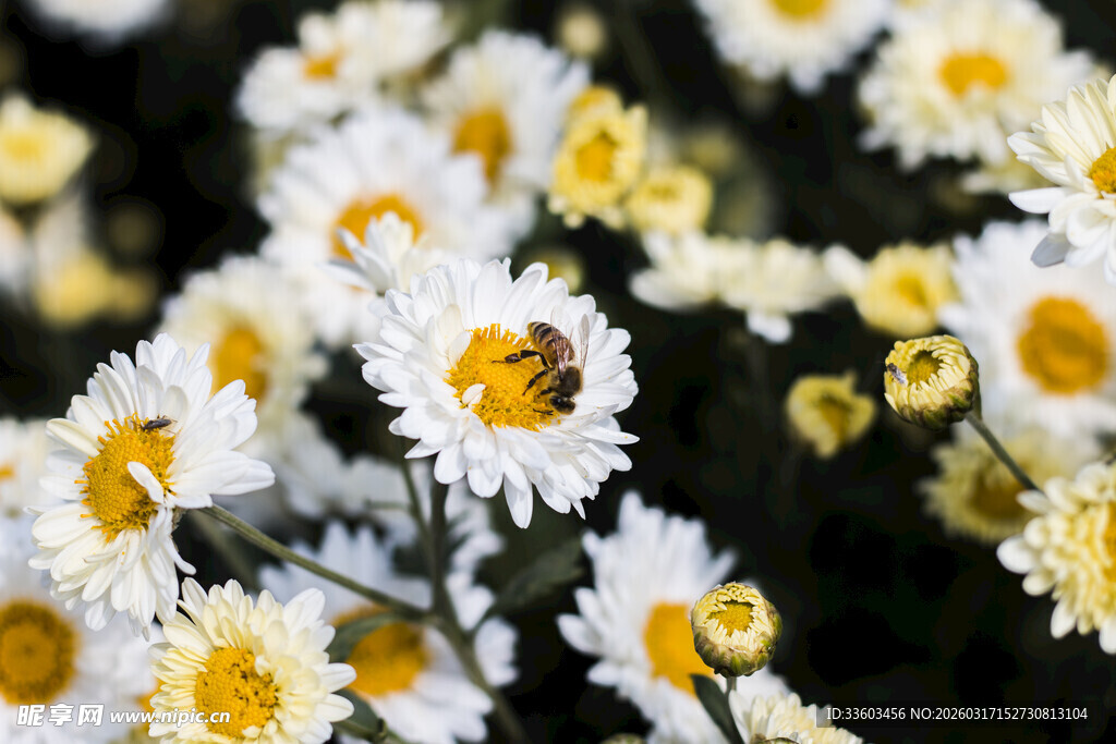 白色雏菊绽放的美丽瞬间