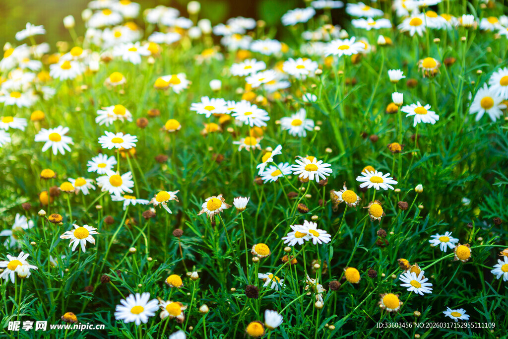 阳光下的雏菊盛放美景