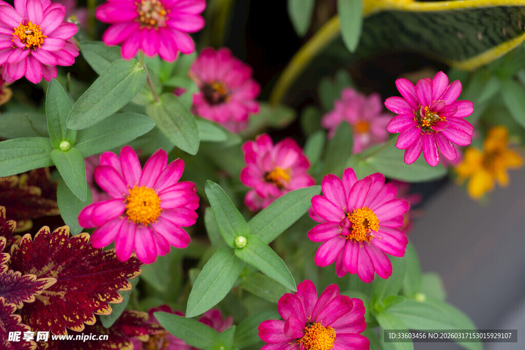 娇艳粉色花朵绽放生机