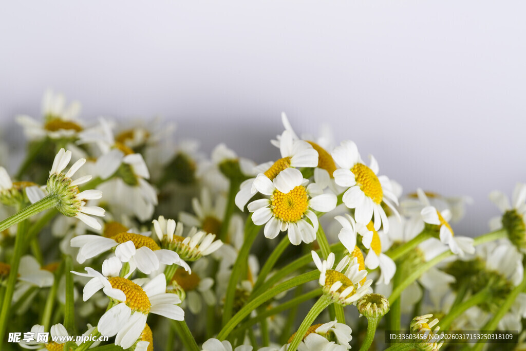 白色雏菊绽放的美丽瞬间