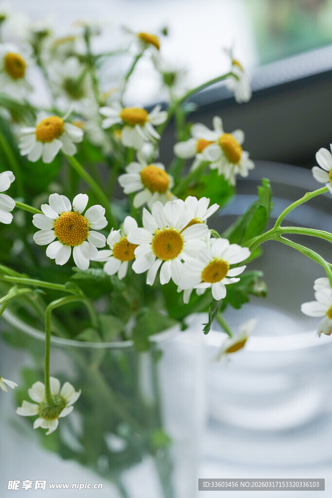 玻璃杯中清新小雏菊