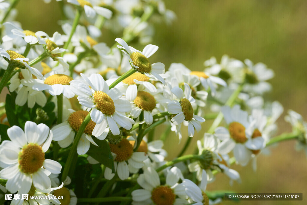 清新小白菊绽放画面