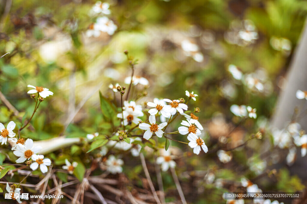 白色小花绽放于绿植间