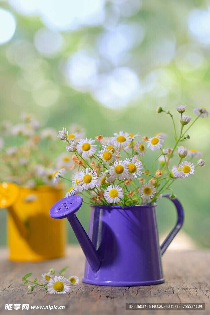 紫色喷壶中的清新小雏菊