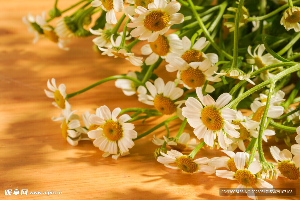 橙色背景上的清新小雏菊