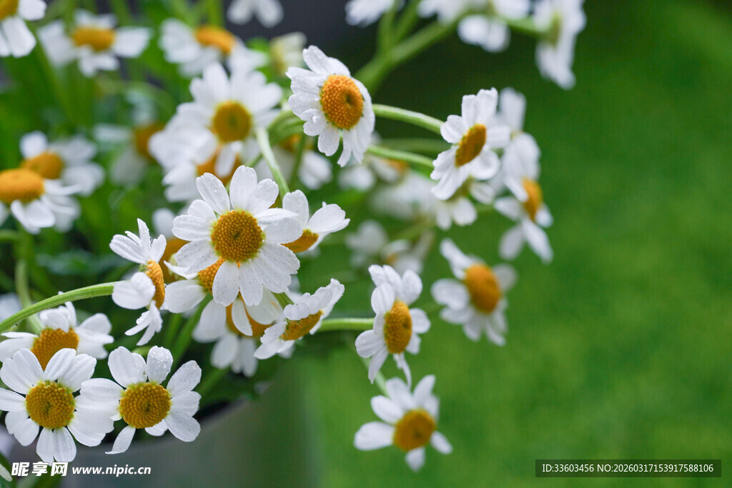 清新小白菊绽放绿意间