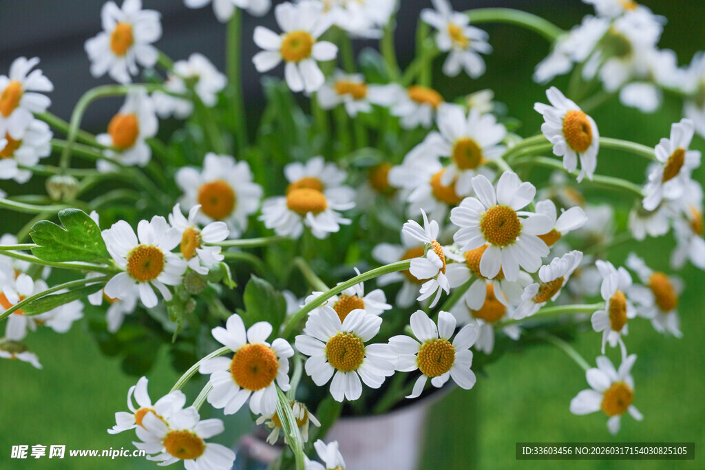白色雏菊绽放于绿意间