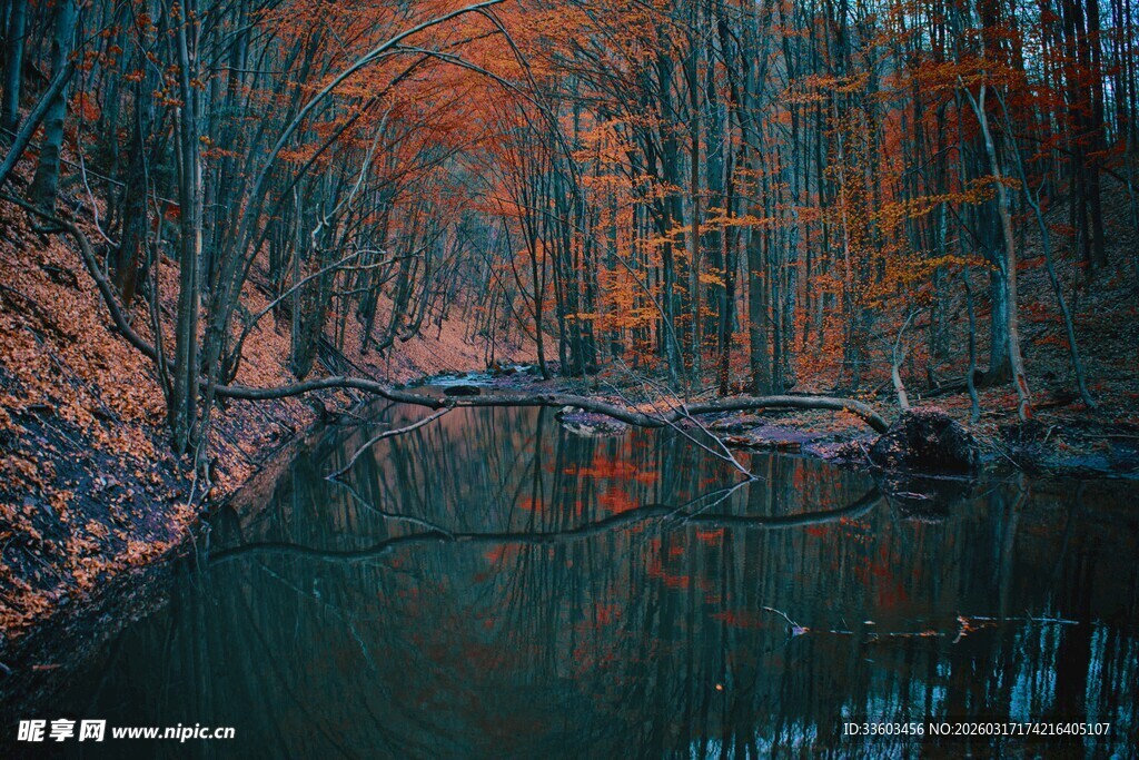 秋日溪边树林美丽景致