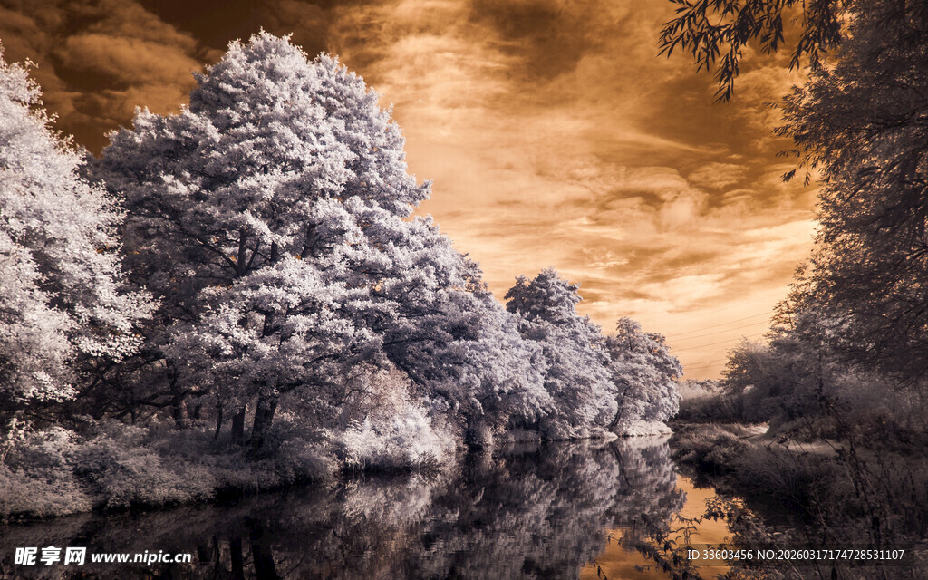 红外摄影下的梦幻树林景色