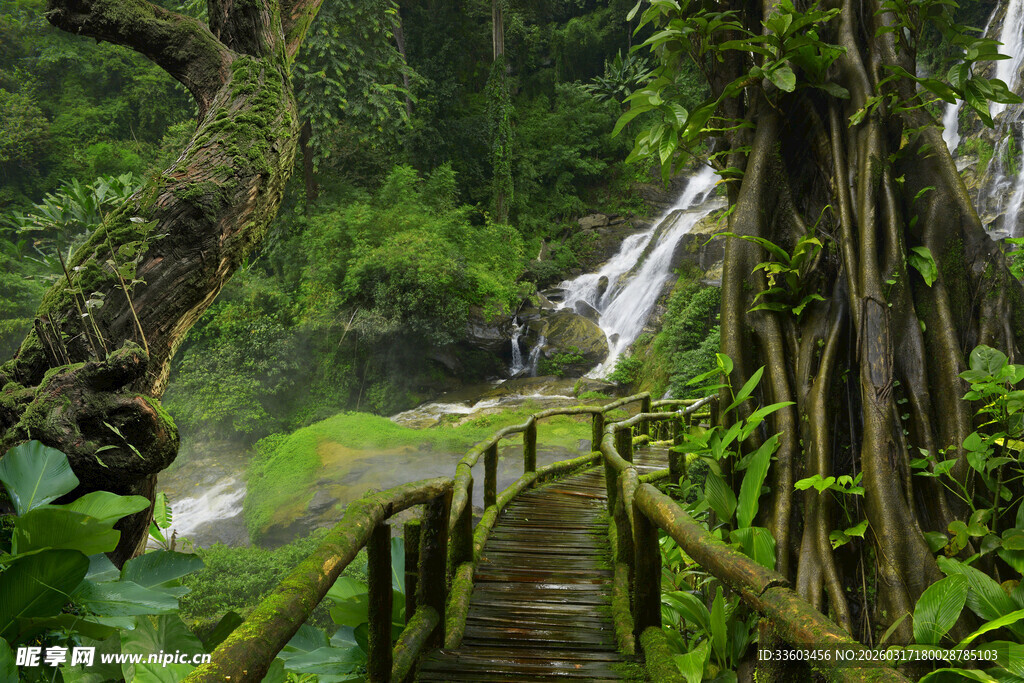 雨林中的木制步道与瀑布