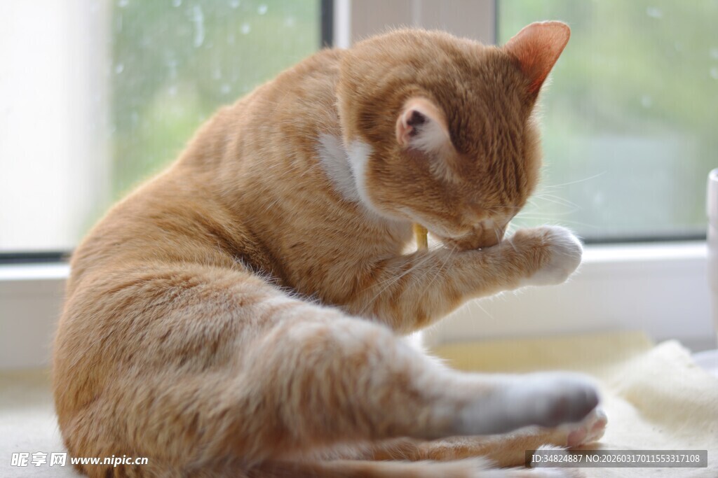 窗边橘猫专注舔毛