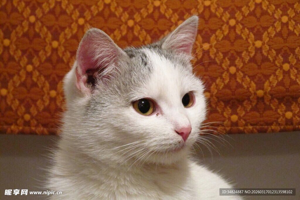 可爱白猫咪