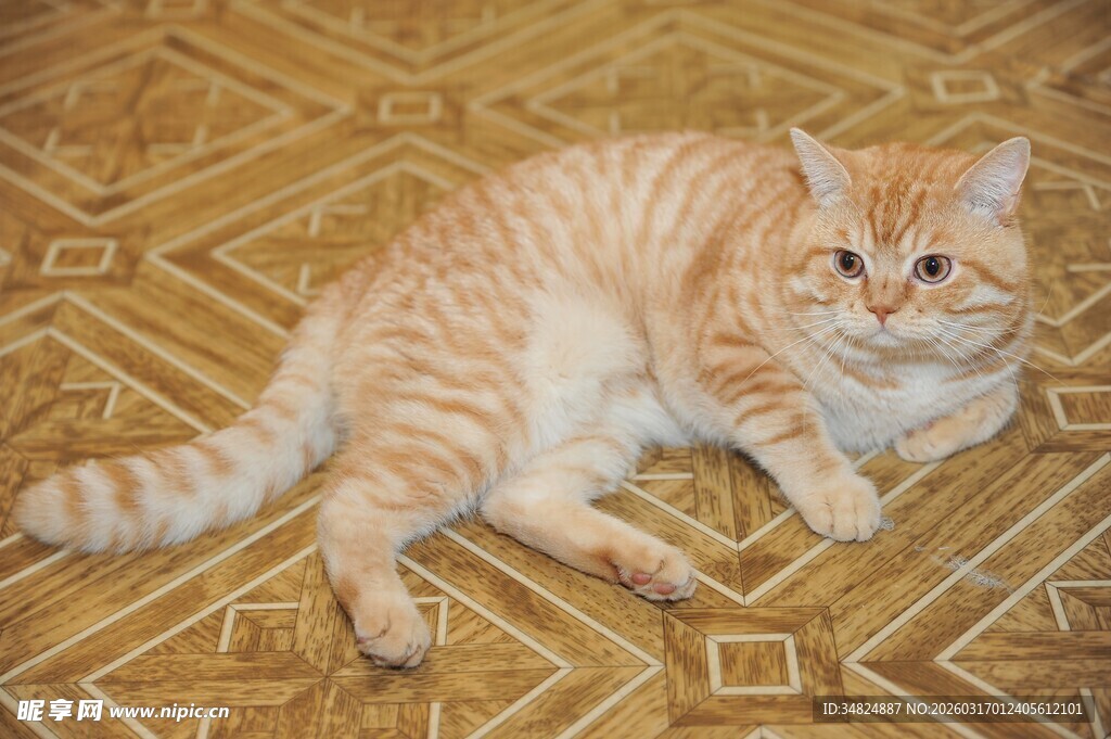 橘猫趴在地砖上