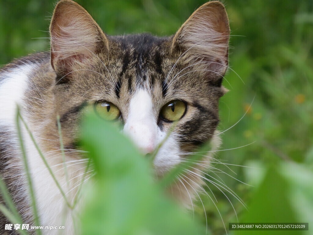 草丛中的好奇猫咪