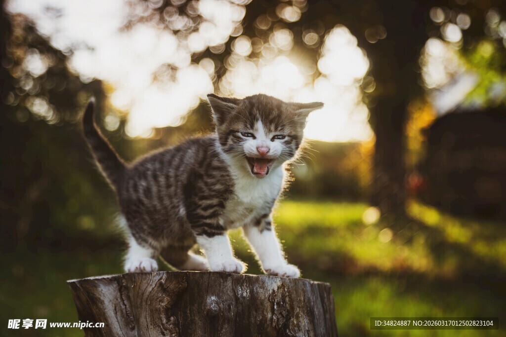 阳光下站在树桩上的小猫