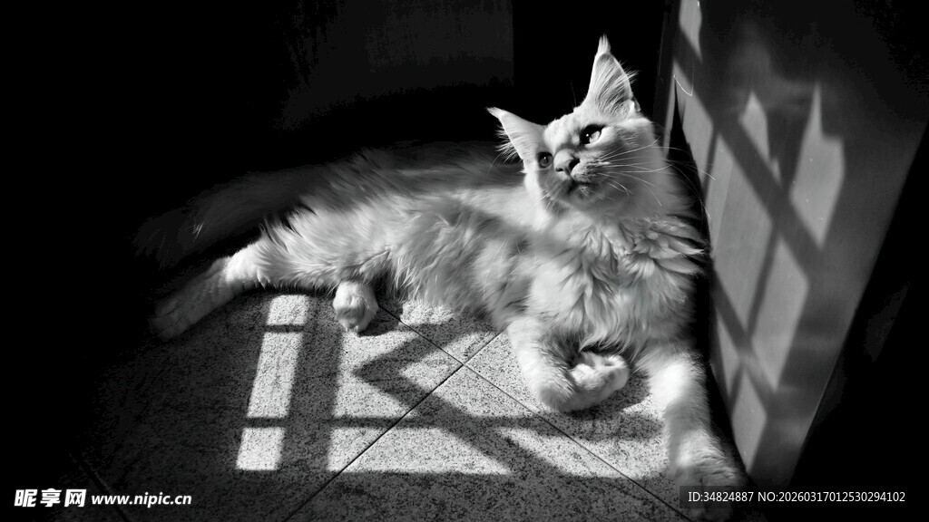 慵懒猫咪躺卧角落