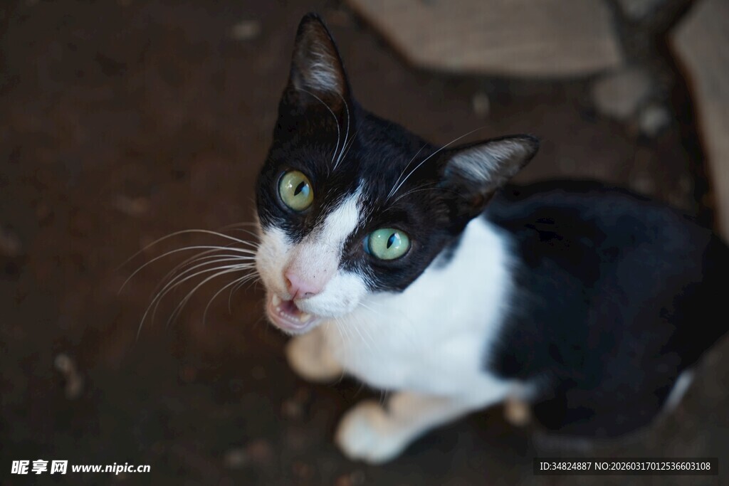 黑白猫咪仰头好奇张望
