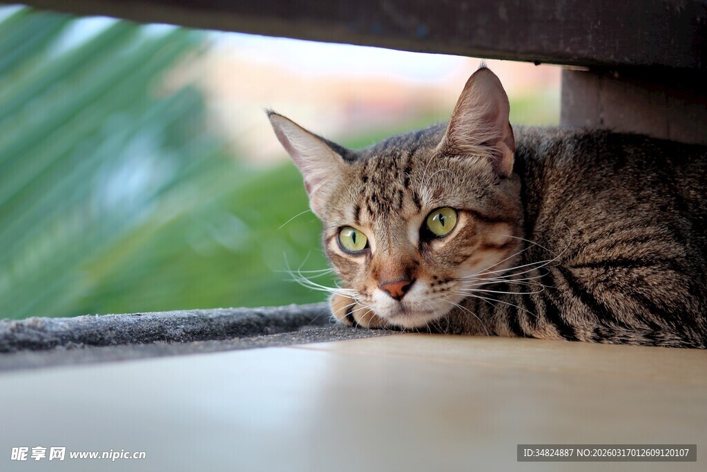 趴着的可爱斑纹猫咪