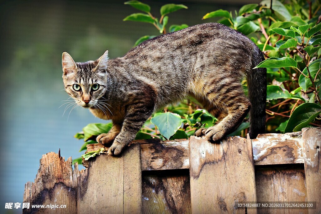 墙头狸花猫凝视远方