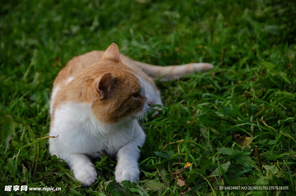 草地上的可爱猫咪