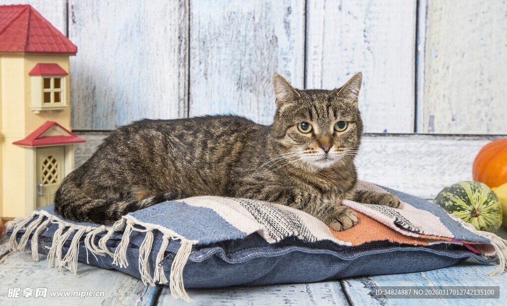 慵懒猫咪惬意躺卧小物旁