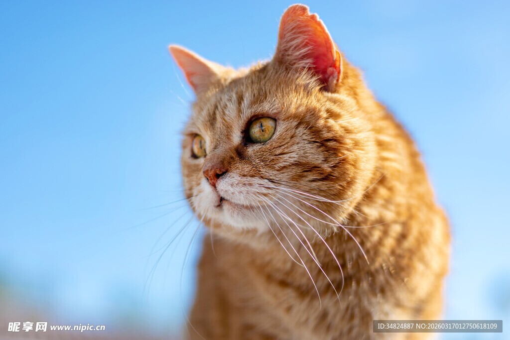 阳光下的橘猫