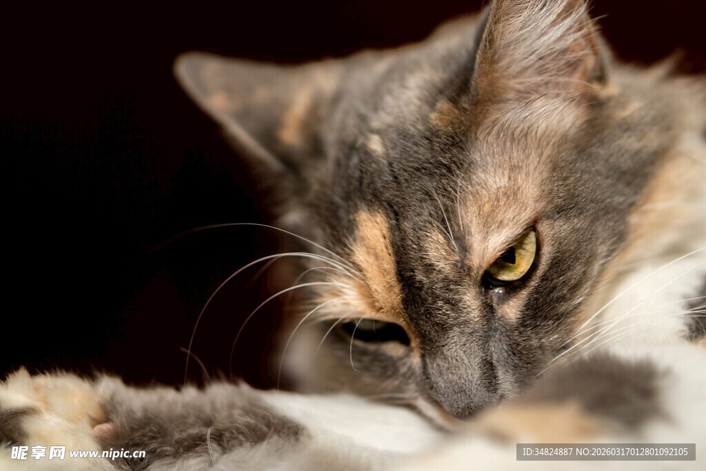 专注玩闹的三色猫咪