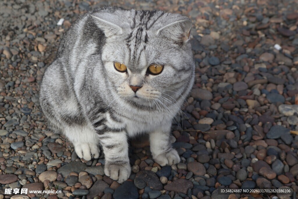 灰毛猫咪蹲坐碎石地面