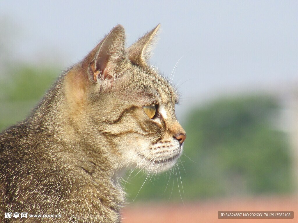 侧头的斑纹猫咪