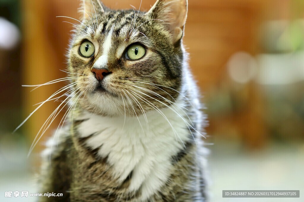 可爱的长毛猫抬头凝视