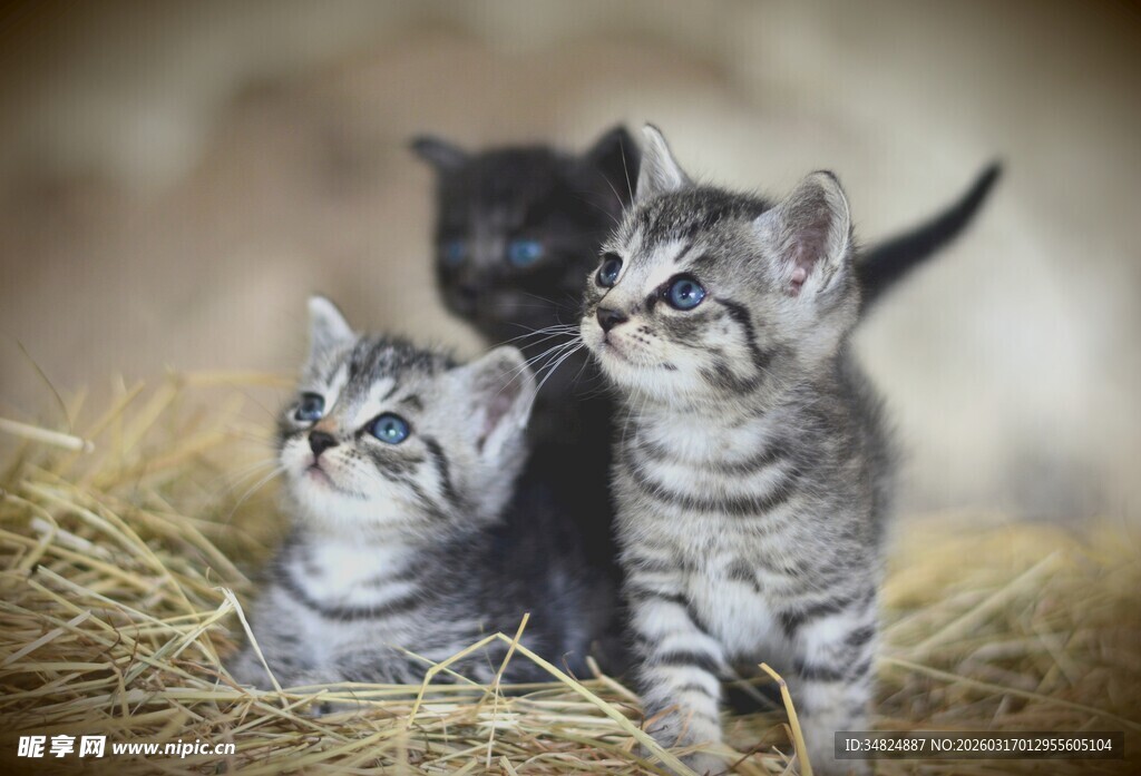 三只萌猫于干草上