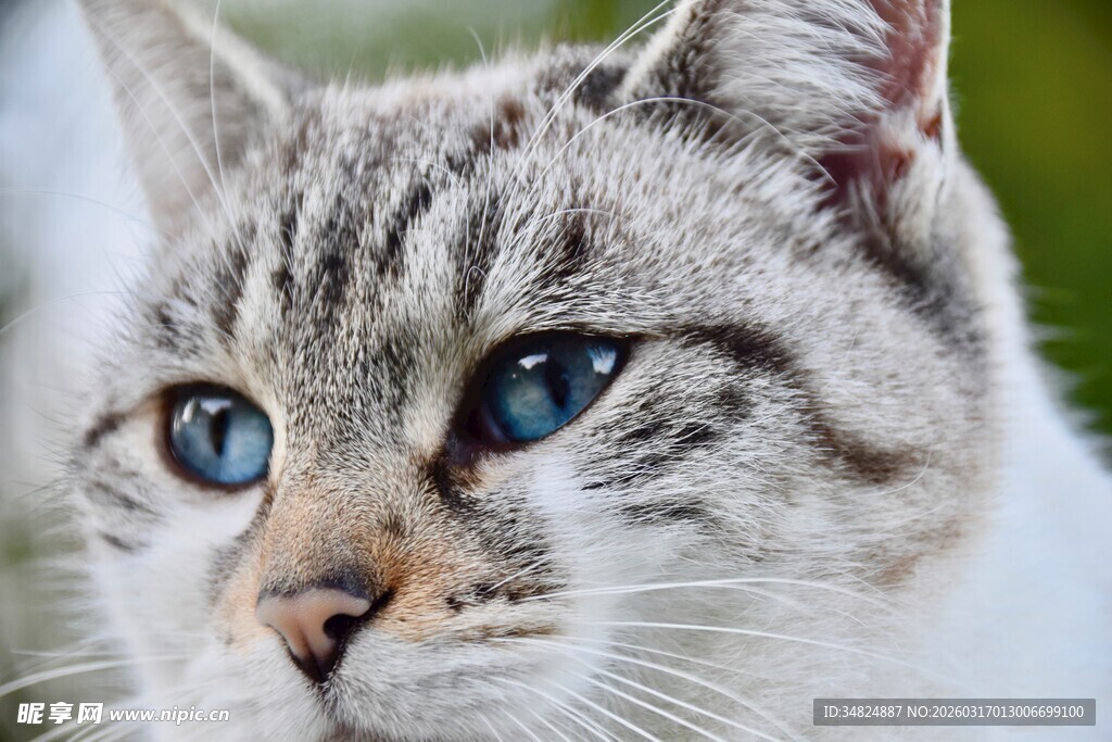 蓝眼斑纹猫特写