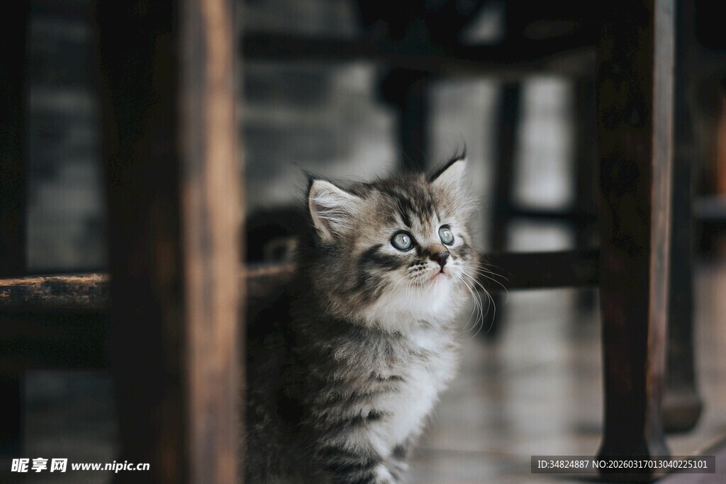 木椅旁的可爱小猫咪