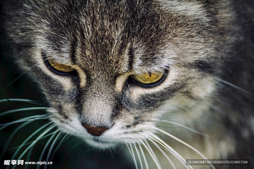 凝视的灰毛猫